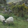 2008_05_ireland_030.JPG